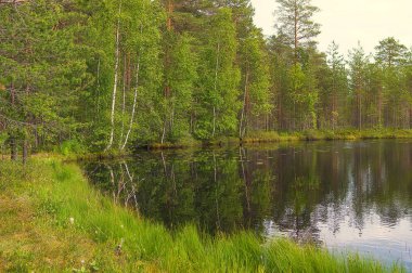 Peyzaj göl ve orman