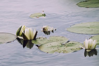 Beyaz lotus çiçeği