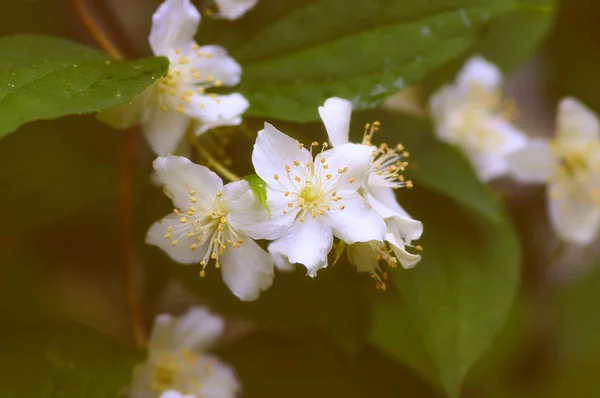 Weiße Blüten Jasmin — Stockfoto
