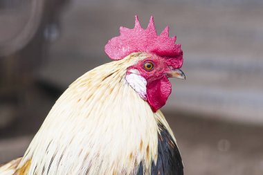 Yakışıklı horoz yakın çekim