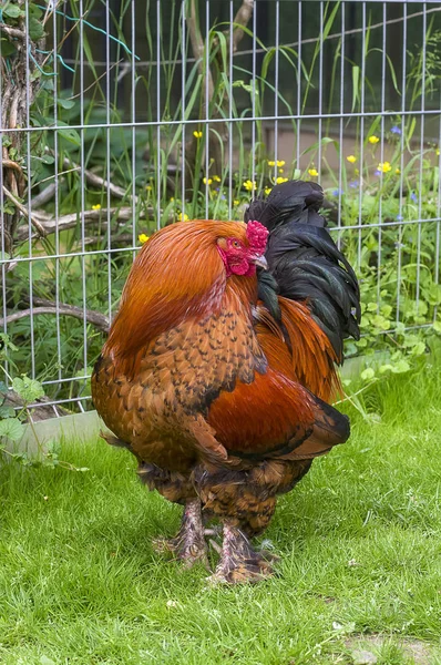 Schöner Schwanz in der Nähe — Stockfoto