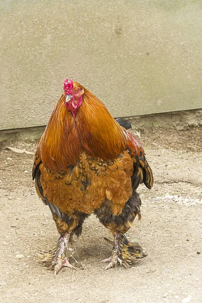 Schöner Schwanz in der Nähe — Stockfoto