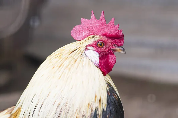 Schöner Schwanz in der Nähe — Stockfoto