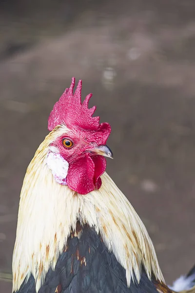 Snygg kuk närbild — Stockfoto