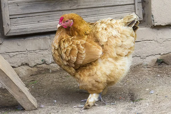 Бытовые цыплята крупным планом — стоковое фото