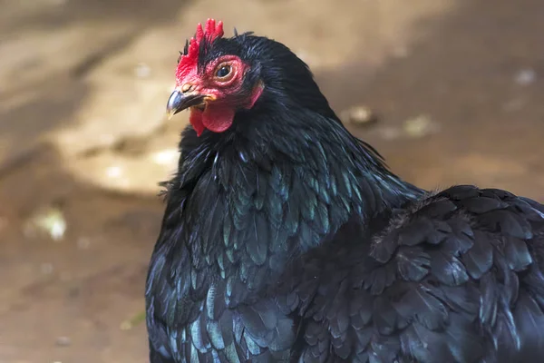 Inhemska kyckling närbild — Stockfoto