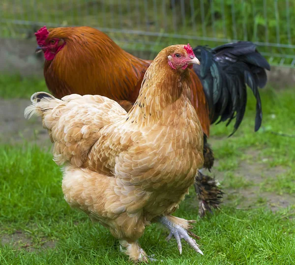 Einheimische Hühner in Großaufnahme — Stockfoto