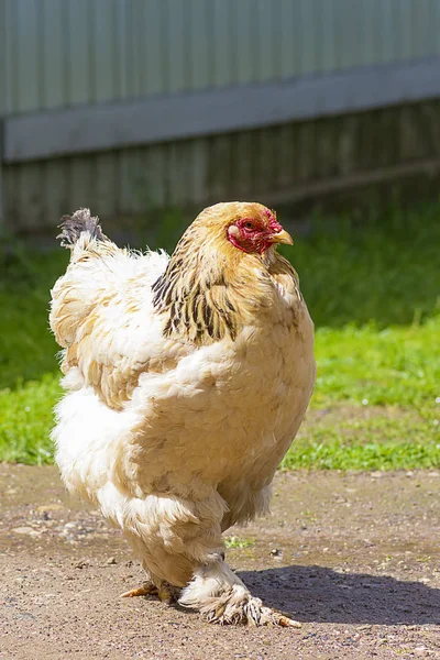 Einheimische Hühner in Großaufnahme — Stockfoto