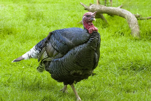 Ev Türkiye yakın çekim