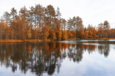 Peyzaj göl ve orman