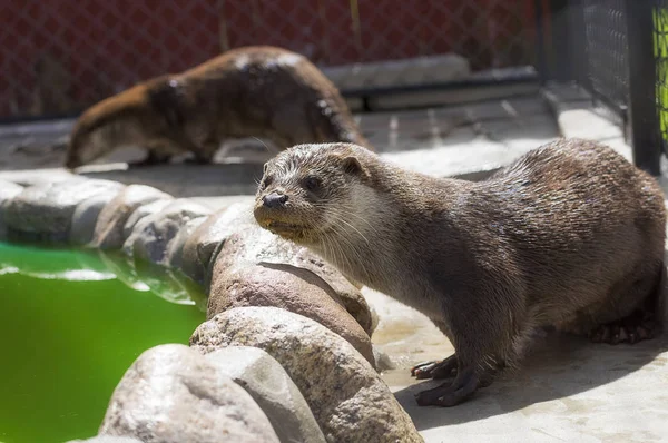 Lontra do rio Close-up — Fotografia de Stock