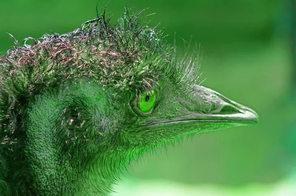 Avustralya emu yakın çekim