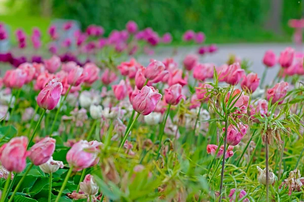 Цветочные тюльпаны — стоковое фото