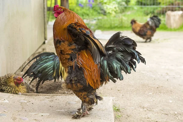 Schöner Schwanz in der Nähe — Stockfoto