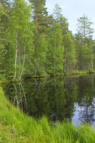 Peyzaj göl ve orman — Stok fotoğraf