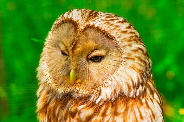 Tawny Owl macro — Stock Photo, Image