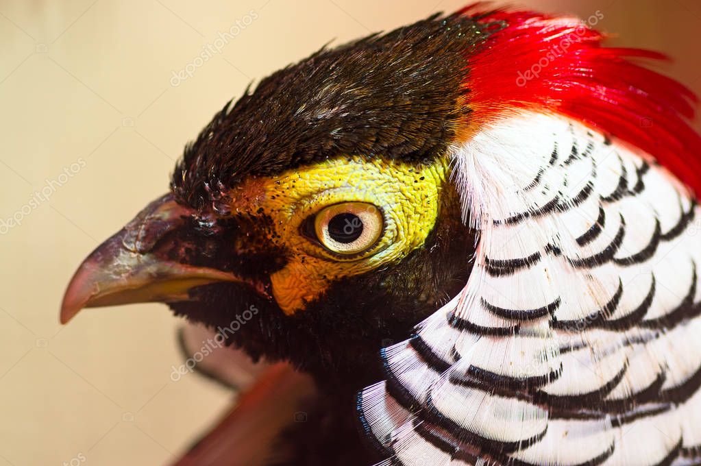 Diamond pheasant Close-up