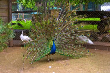 Hint tavuskuşu yakın çekim