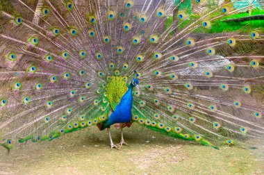 Hint tavuskuşu yakın çekim