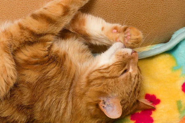 Крупный план рыжей кошки — стоковое фото