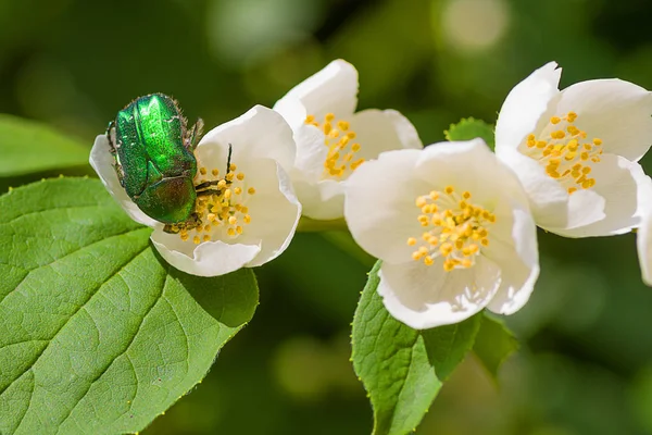 Hostie auf einer weißen Jasminblüte — Stockfoto