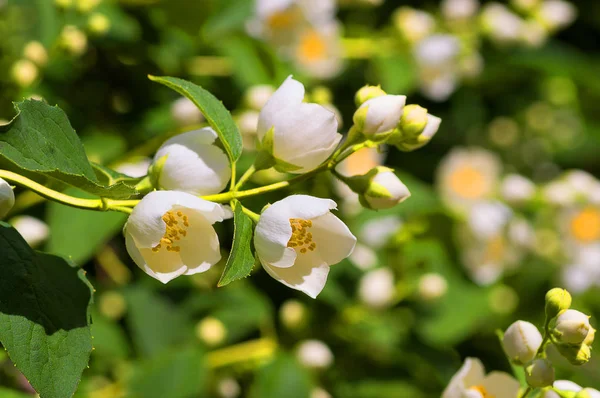 Weiße Blüten Jasmin — Stockfoto