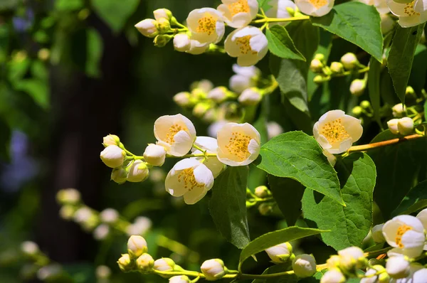 Weiße Blüten Jasmin — Stockfoto