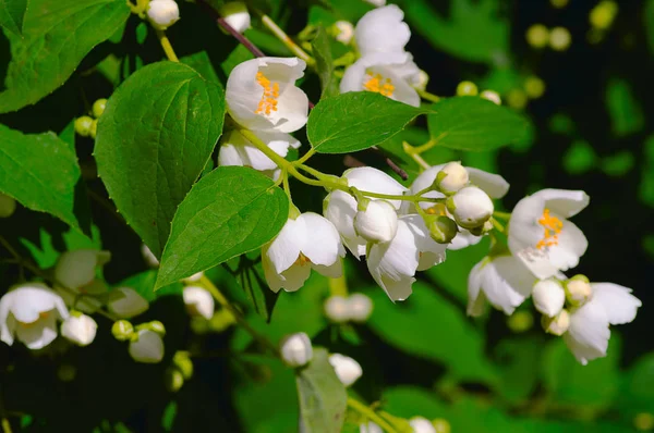 Vita blommor Jasmin — Stockfoto