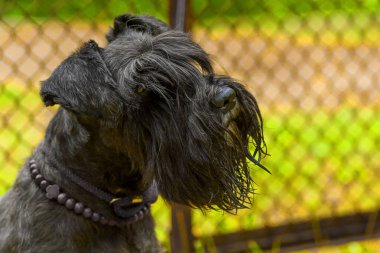 köpek Zwergschnauzer yakın çekim