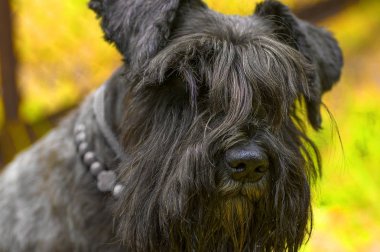 köpek Zwergschnauzer yakın çekim