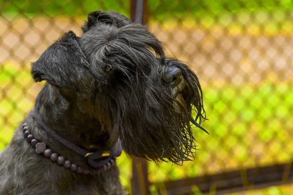 köpek Zwergschnauzer yakın çekim