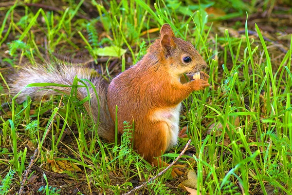 Esquilo vermelho close-up — Fotografia de Stock