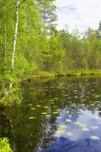 Paisagem lago e floresta — Fotografia de Stock