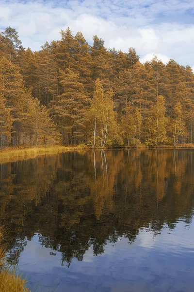 Paisagem lago e floresta — Fotografia de Stock