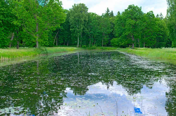 Orman içinde bir görünüm olduğunu