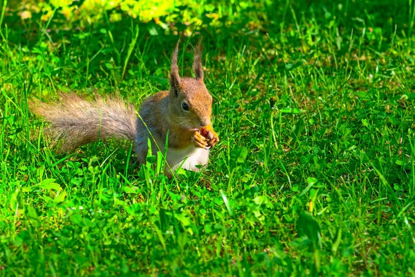 Gros plan sur l'écureuil roux — Photo