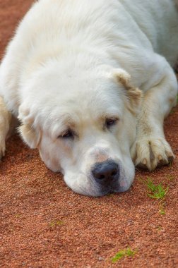 Golden Retriever yakın çekim