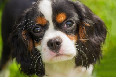 Şövalye Kral Charles Spaniel