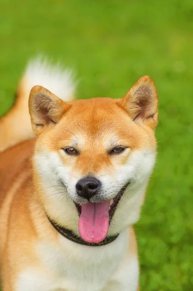 威尔士科基犬特写 — 图库照片