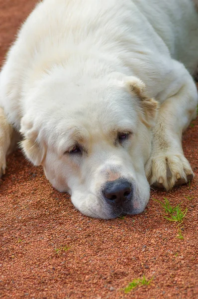 Golden Retriever yakın çekim