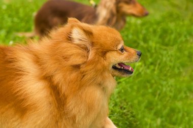 Pomeranian Spitz yakın çekim