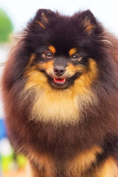 Spitz Pomeranian Close-up — Stok Foto