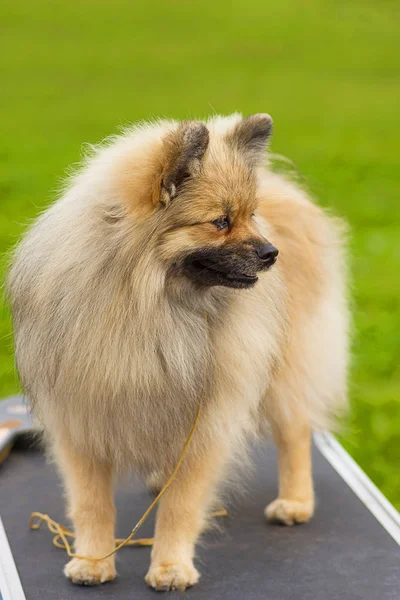 Pomeranian Spitz yakın çekim — Stok fotoğraf