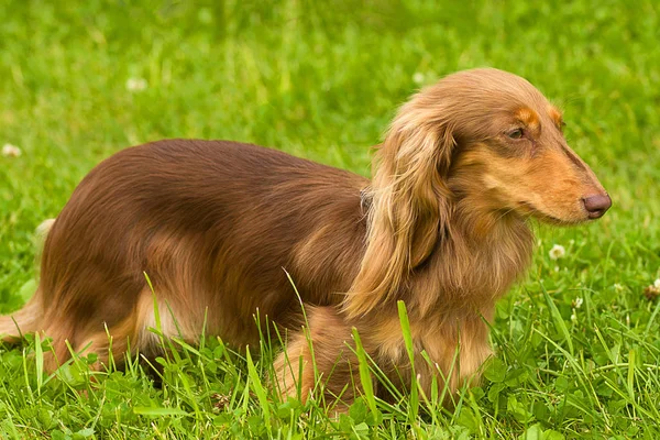 Primer plano típico de Dachshund — Foto de Stock