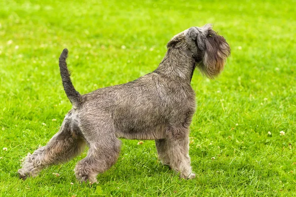 クローズ アップ ・ テリアの犬 — ストック写真