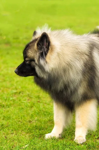 Köpek Spitz yakın çekim — Stok fotoğraf