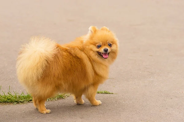 Köpek Spitz yakın çekim
