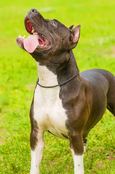 Cane di terrier Primo piano — Foto Stock