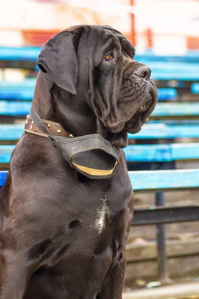 Napolitana Mastino Primer plano — Foto de Stock