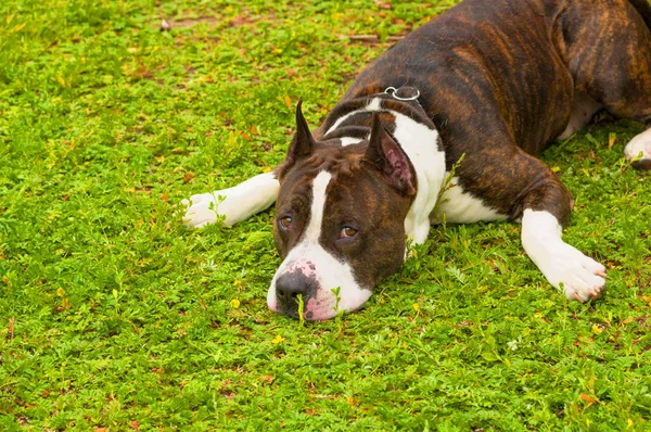 köpeği Terrier yakın çekim